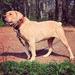 Jam Up Bulldogs' Nahqui