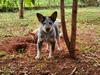 FRANCISCO BLUE RANCHO HEELER'S SELIVON