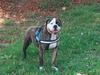 GATE HOUSE BULLDOGS FRAN
