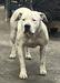  Grand Oakes Pretty Girl Chloe of GSK