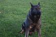  Pluto Von Wendelin 2nd