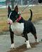 VILLSONNY EL CHACAL ANUBIS