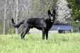 Luxurious's Schwarz Von Phonix Wolf