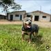 TEXAS REDBLUE HEELERS
