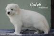 Caleb de Alkina
