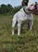 GATE HOUSE BULLDOGS J AX OF OBAB