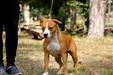 Amara The Duchess of Black Sea Amstaff