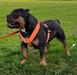 G-Line Bullyz Rhino