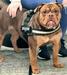 Guardianz Rouge @ G-Line Bullyz