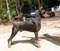 Vermithor Victorydobe