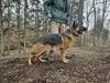 Wizard Canine Extreme