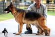Nova Canine Extreme