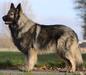 SULTAN Schwarz Wolf