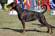 Vice Winner at Cl.Golden Dobermann'2018 Sant Kreal Chocolate