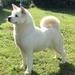  De Kaners White Witch