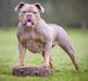 Pandora's Secret @ Silverback Bulldogs