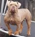 BraveheartBullyz LJ