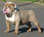 BraveheartBullyz Mr. Kray