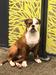 GATE HOUSE BULLDOGS BJORN