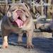 Sky Drive Bullies’ Yoshi