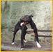 TRISIC'S (ZWETTLER'S)(GARNER'S SISTER) CHINA (GT)