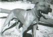 GARNER AND TVK'S RUSTY REBEL
