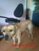 TRAIAN & CECI'S PACHO