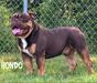 Spikebulls Hondo of HOC Bulldogges