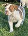 Indira Bull's Athletic
