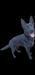  Mura Von Faun Kennel