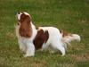 2nd in Limit at Crufts 2008 RCC ~ Richmond Ch Show 2007 AVALCIER OLIVIER OF CINDERLACE