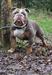 Wmb’s Brucey Boy