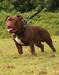 Wmb’s Rocco