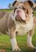Yorkshire Bullyz Pablo Escobar