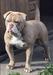 BigBonedBully’s Levi of Hojas Bullies