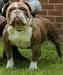 Raw Bullyz Shelby @BlackJackBullzz