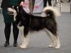 Payok Borealis Black Balou