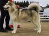 Payok Borealis Silver Echo