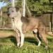TYGA TIGER DYNASTY KLUGE