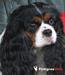 KHALIE ROYAUME DES CAVALIERS VALAISANS