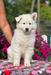 Quickstep vom Sutumer Grund (Ahlitah Quest kennel)