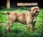 Celticbulls Adair