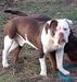 Celticbulls/BlackSmith's Liam