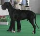 Ukraine CH Favorit Elen Dog Vikont