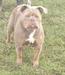 G-Line Bullyz Venezuela @ Fury Bullz