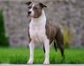 Junior Champion România , Champion România Angely lovely Look