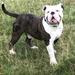 Raw Bullyz Handsome Hewson