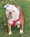 Raw Bullyz Trixie @ Trixie Bullz