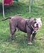 Oldnall Bullyz Titan