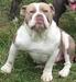 Lilac Bully Love